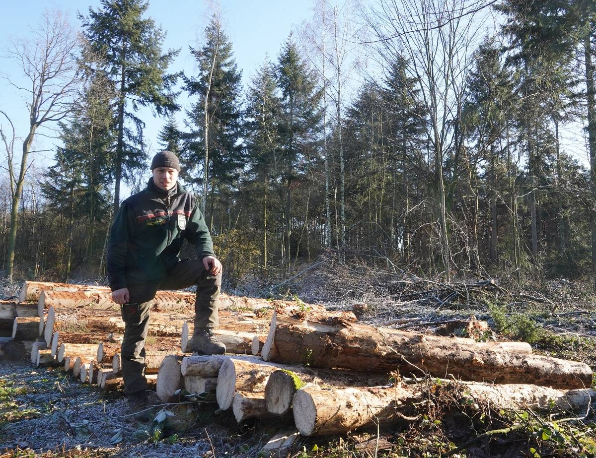 Nationalpark Sächsische Schweiz: 190.000 Bäume Neu Gepflanzt Nationalpark Sächsische Schweiz: 190.000 Bäume Neu Gepflanzt