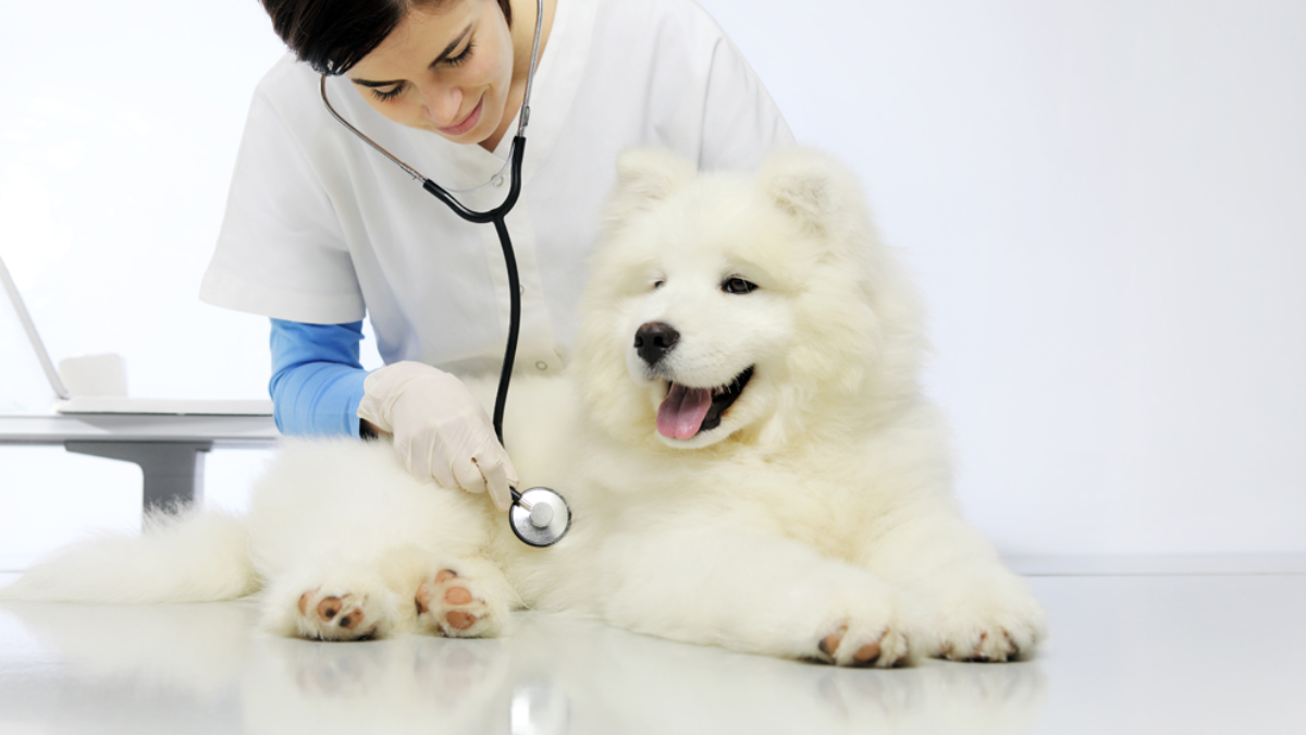 Navigating Veterinary Watchdog Systems: A Pet Owner's Perspective Navigating Veterinary Watchdog Systems: A Pet Owner's Perspective