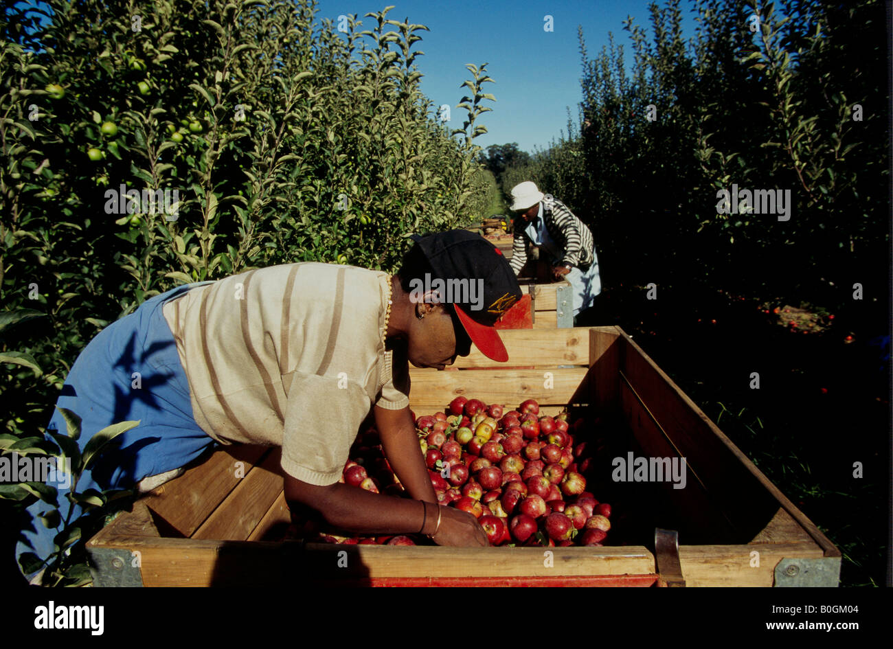 New Zealand's Apple Export Crown Taken By South Africa New Zealand's Apple Export Crown Taken By South Africa