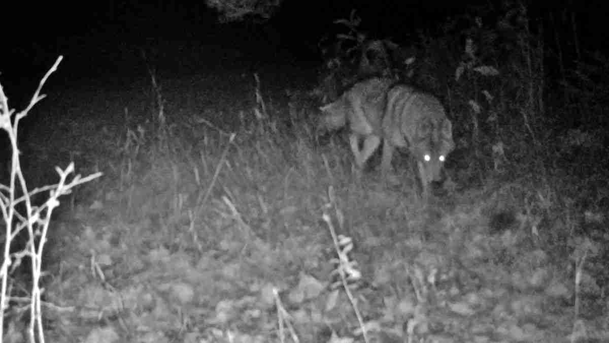 Night Hunter: Equipment And Gear For Effective Nighttime Hunting Night Hunter: Equipment And Gear For Effective Nighttime Hunting