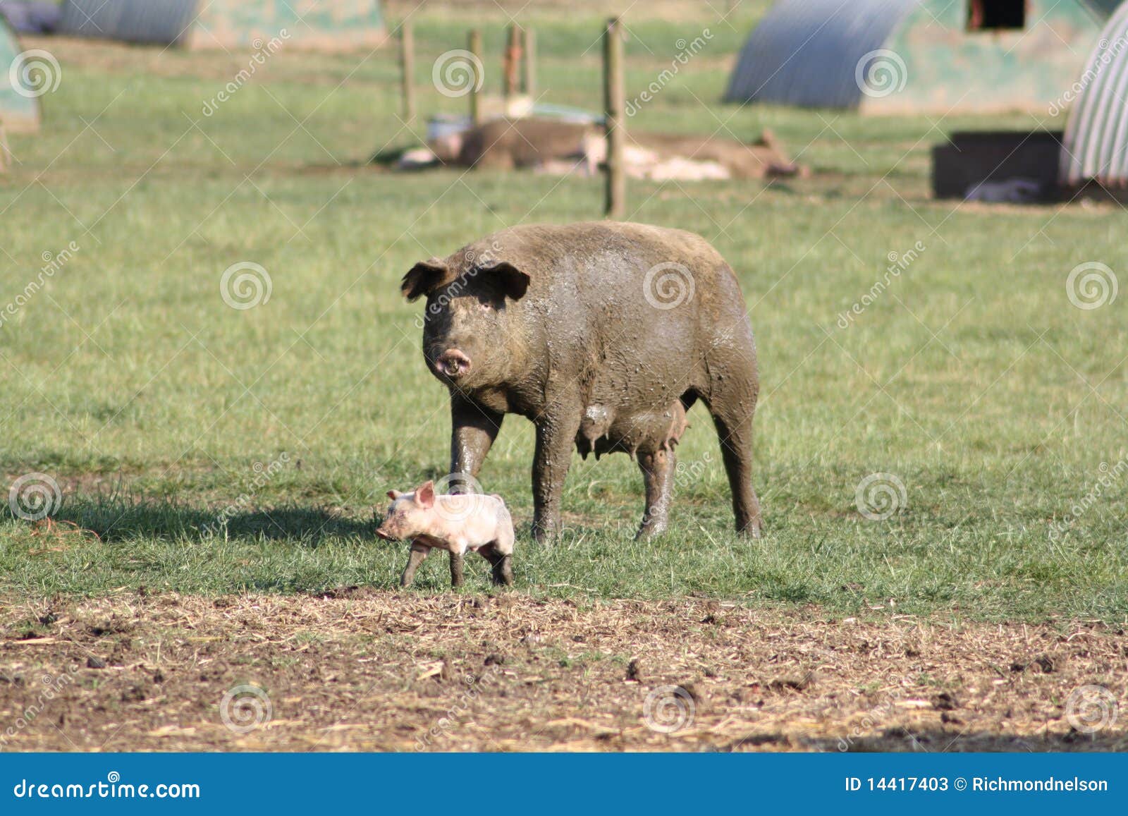 Peppa Pig's Mother Announces The Gender Of Her New Baby Piglet Peppa Pig's Mother Announces The Gender Of Her New Baby Piglet