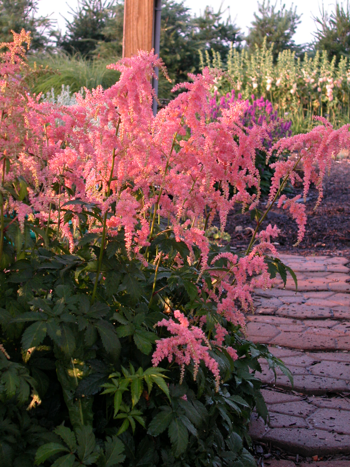 Perennials Vs. Annuals: Making The Best Choice For Your Flowerbeds