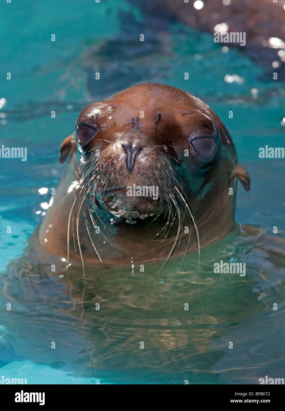 Pieterburen's Seal Rescue Center: A Legacy Ends, Final Seals Released Pieterburen's Seal Rescue Center: A Legacy Ends, Final Seals Released