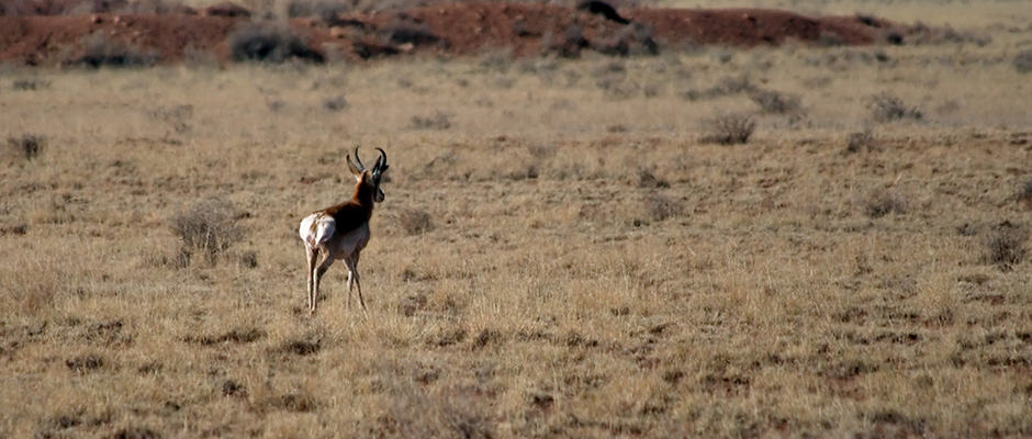 Pronghorn Recovery: A New Documentary On Post-Winter Survival Efforts Pronghorn Recovery: A New Documentary On Post-Winter Survival Efforts