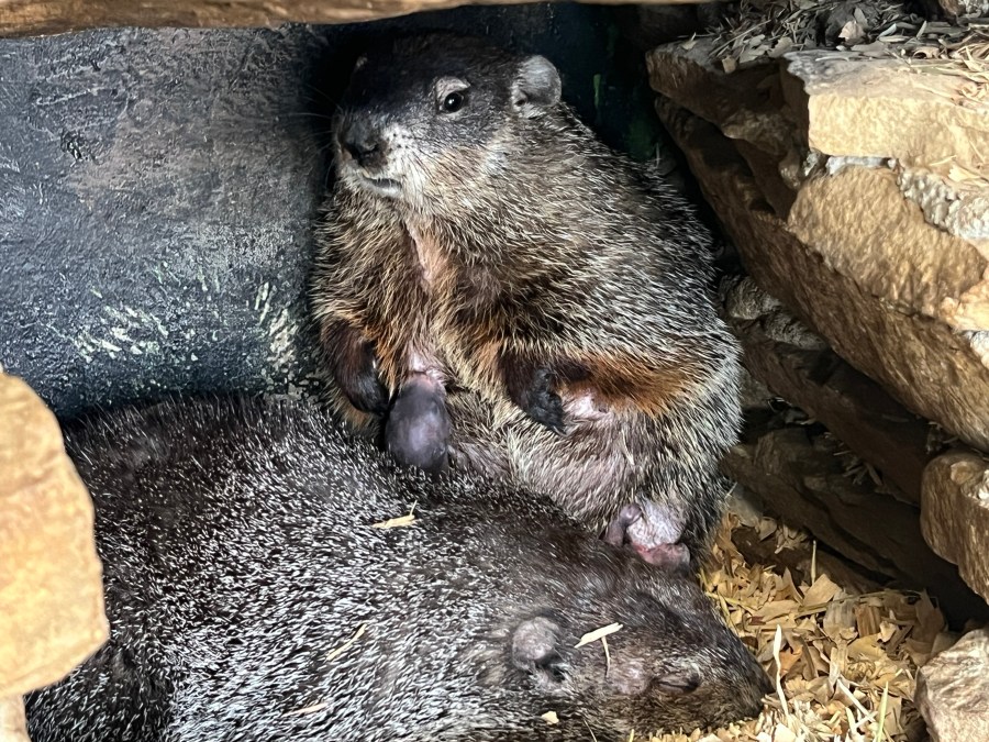 Punxsutawney Phil's Family Celebrates First Birthday Punxsutawney Phil's Family Celebrates First Birthday