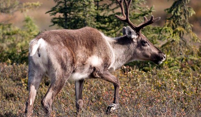 Remote Lodge Burglary Leads To Caribou Poaching Investigation In Northern Canada Remote Lodge Burglary Leads To Caribou Poaching Investigation In Northern Canada