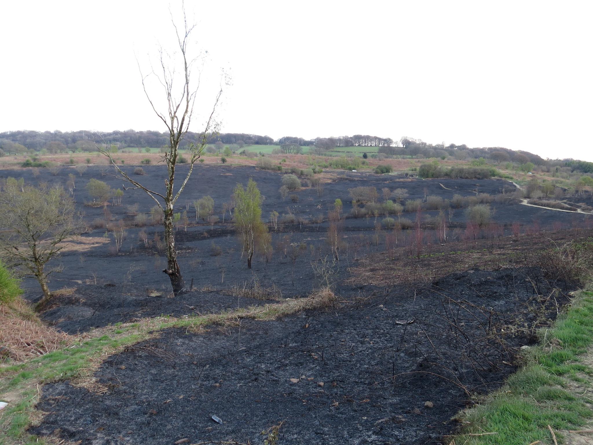Rising Wildfires And The Threat To UK's Rarest Species Rising Wildfires And The Threat To UK's Rarest Species