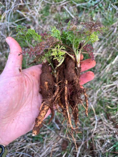 Roastable Roots: A Foraging Adventure With A Carrot Cousin Roastable Roots: A Foraging Adventure With A Carrot Cousin