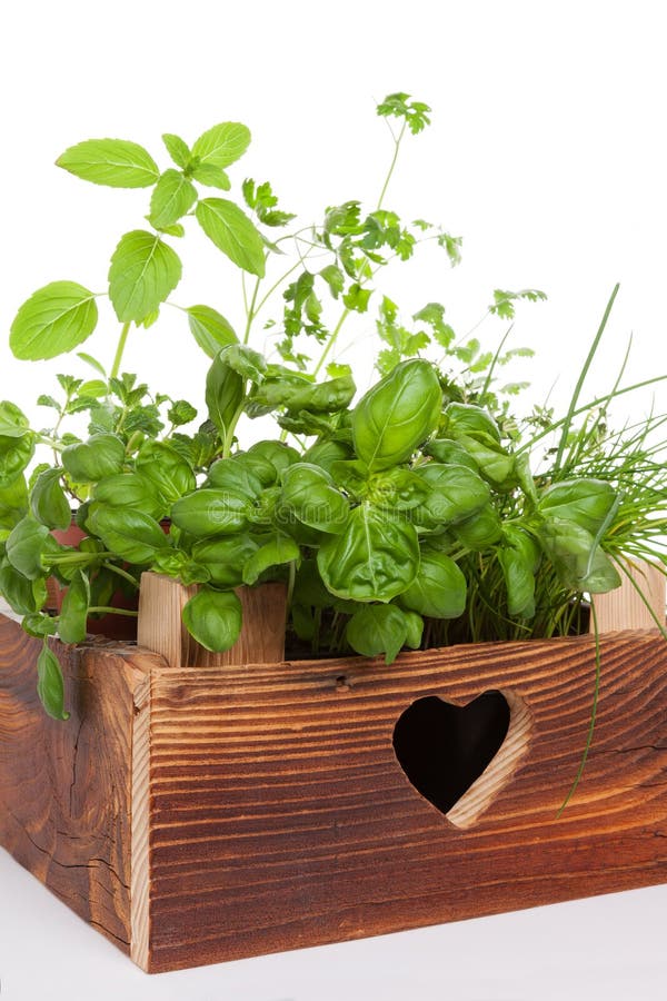 Rosemary & Thyme: A Culinary And Aromatic Journey