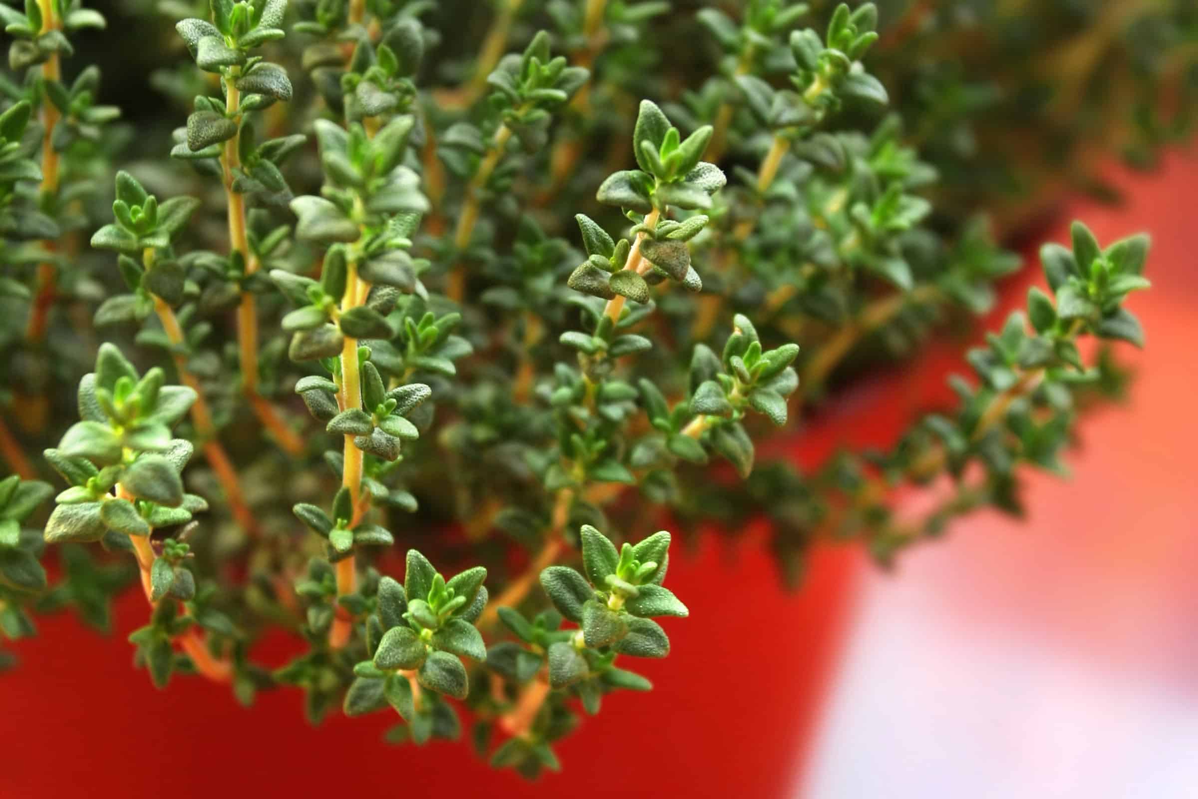 Rosemary & Thyme: A Culinary Guide To Herb Gardening Rosemary & Thyme: A Culinary Guide To Herb Gardening
