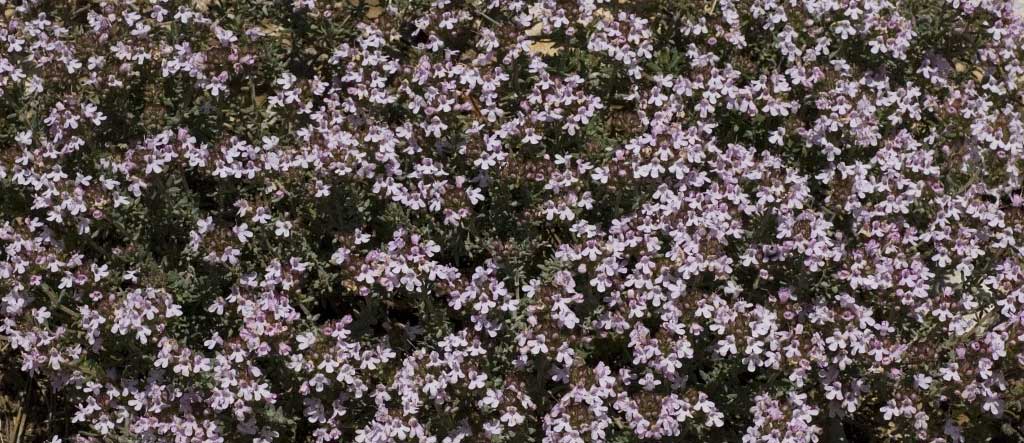Rosemary & Thyme: Benefits, Uses, And How To Incorporate Them Into Your Diet Rosemary & Thyme: Benefits, Uses, And How To Incorporate Them Into Your Diet