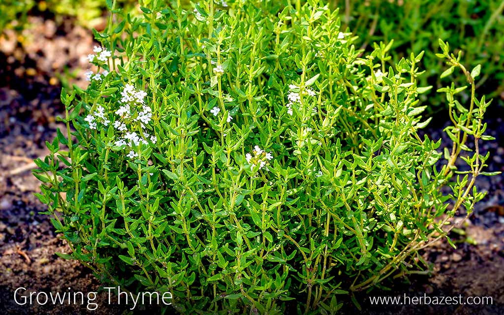 Rosemary & Thyme: Growing Your Own Herbs Rosemary & Thyme: Growing Your Own Herbs