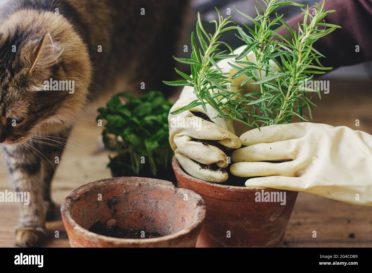 Rosemary & Thyme: Your Guide To Cultivating These Powerful Herbs