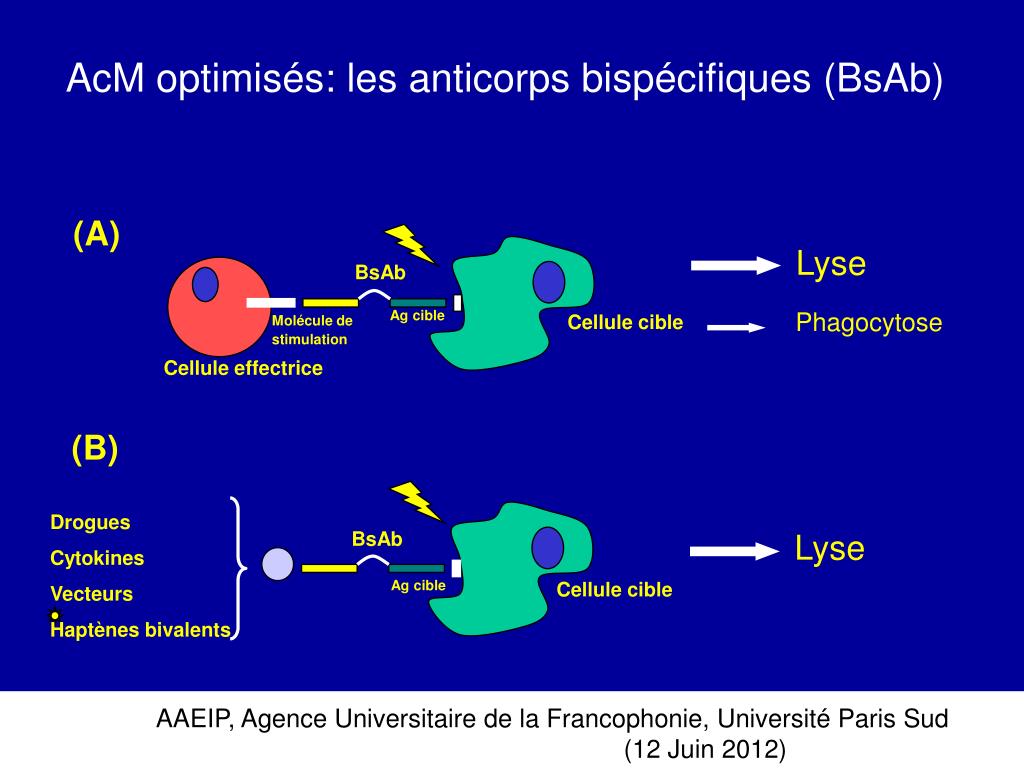 Sanofi Acquiert L'anticorps Bispécifique De Dren Bio : Un Portefeuille Immunologie Renforcé