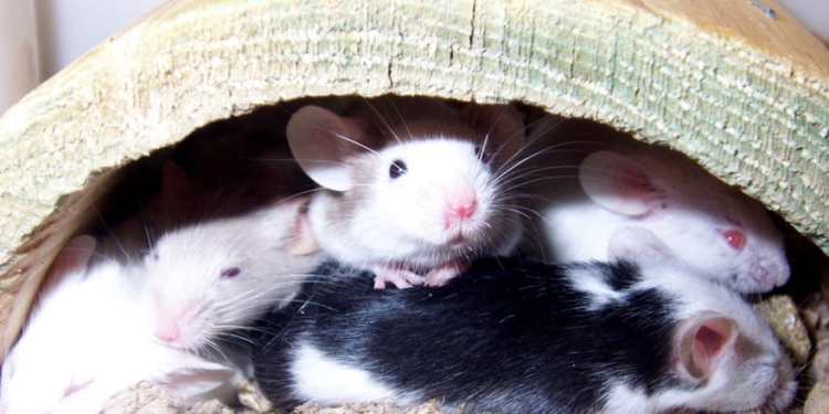 Scientific Research And Funding: The Case Of Transgender Mice In The US Scientific Research And Funding: The Case Of Transgender Mice In The US