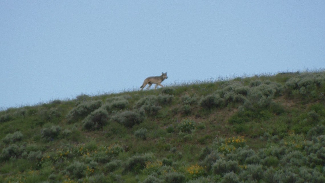 Second Reintroduced Colorado Gray Wolf Found Dead In Wyoming Second Reintroduced Colorado Gray Wolf Found Dead In Wyoming