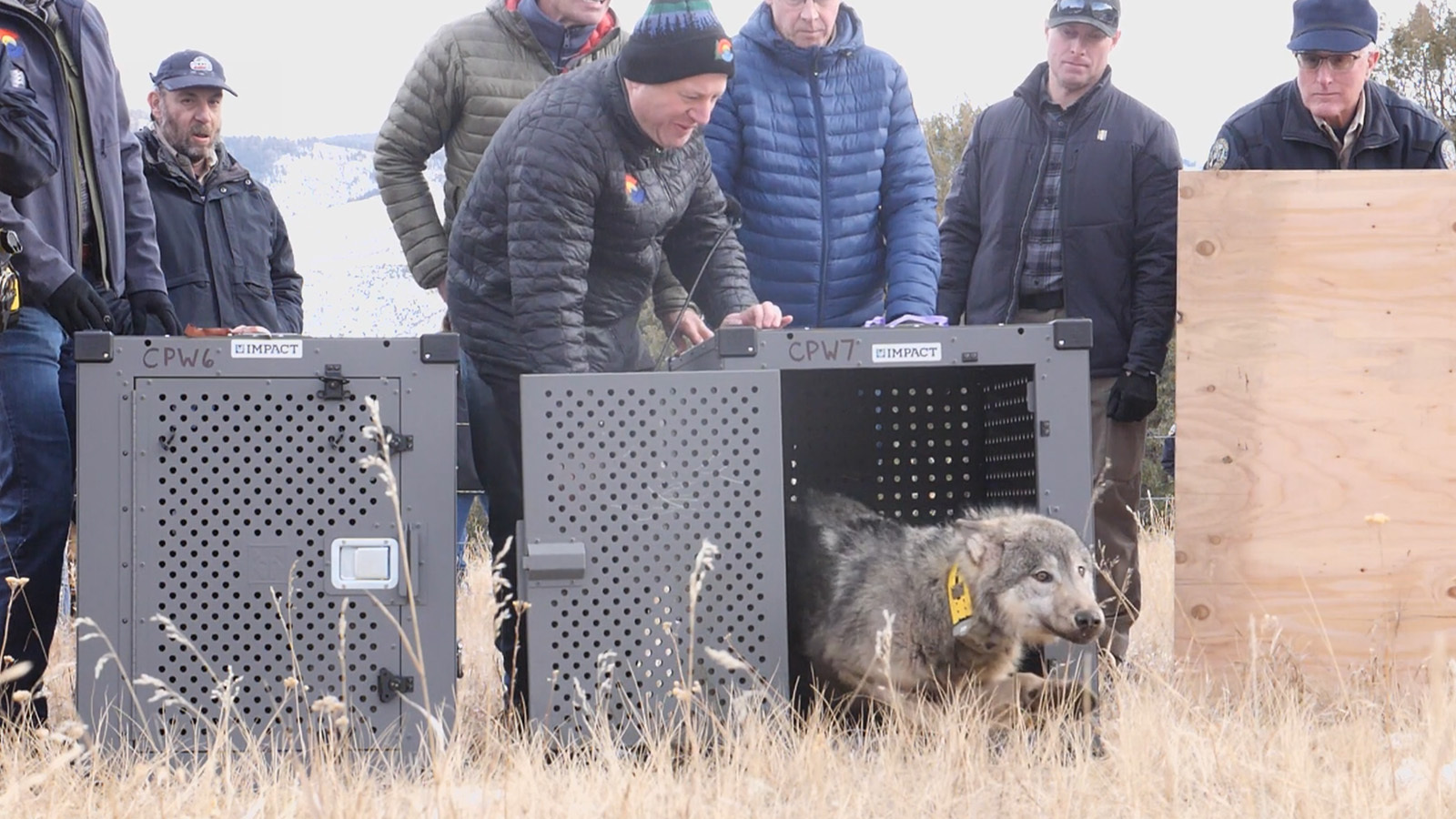 Second Translocated Colorado Gray Wolf Dies In Wyoming: Conservation Concerns Rise Second Translocated Colorado Gray Wolf Dies In Wyoming: Conservation Concerns Rise