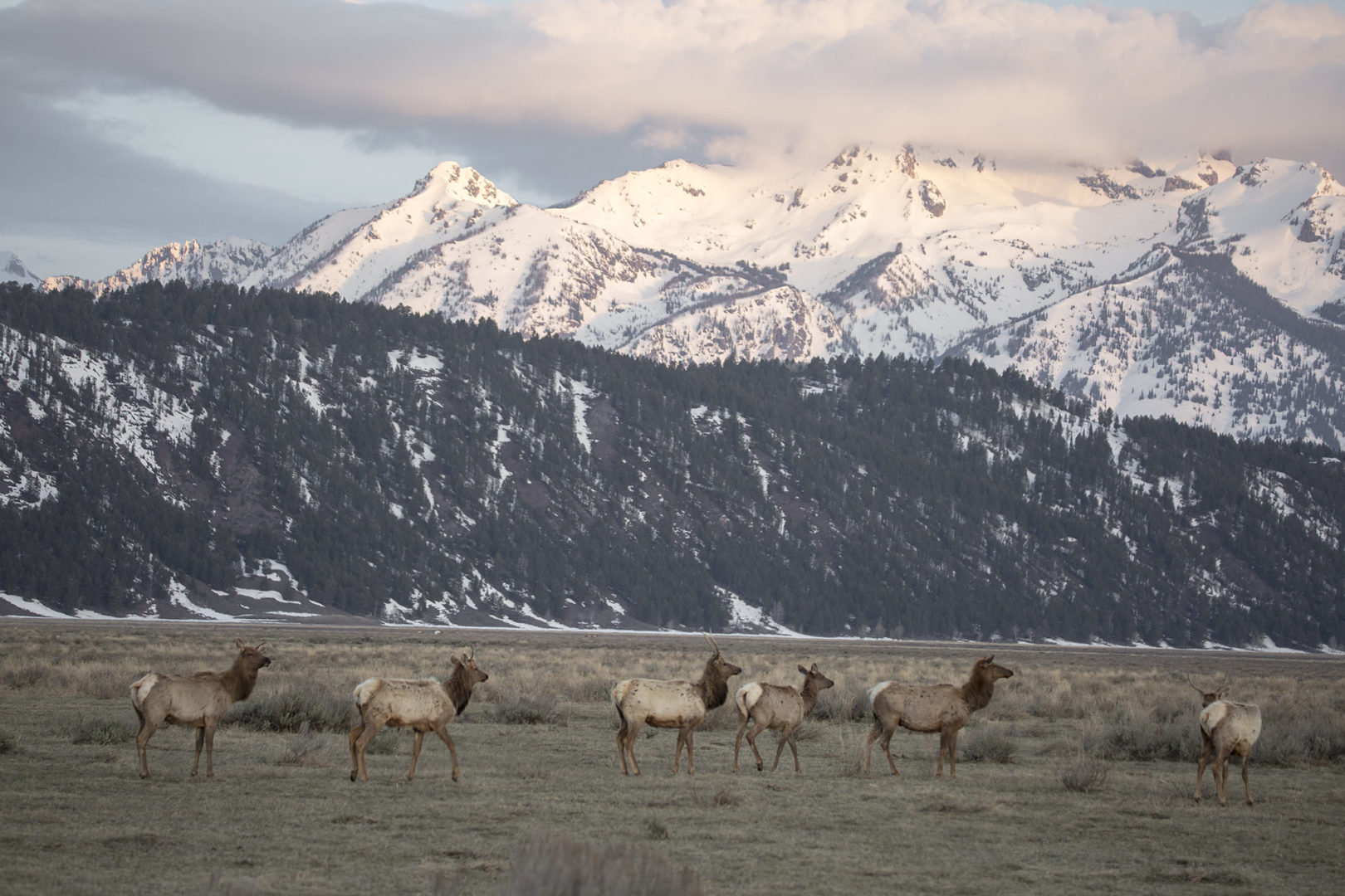 Significant Reduction In Jackson Elk Hunting Licenses Significant Reduction In Jackson Elk Hunting Licenses