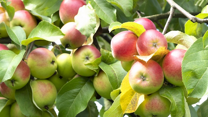 South Africa Emerges As Top Apple Exporter, Displacing New Zealand South Africa Emerges As Top Apple Exporter, Displacing New Zealand