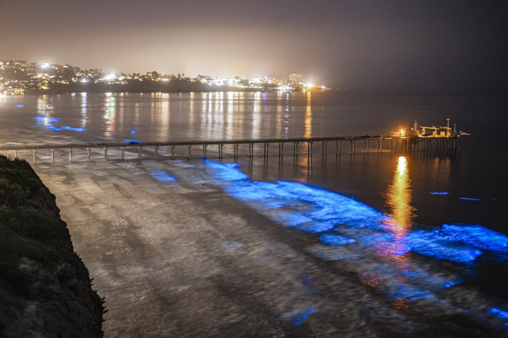 Southern California Bioluminescent Waves: Peak Seasons & Beach Guide