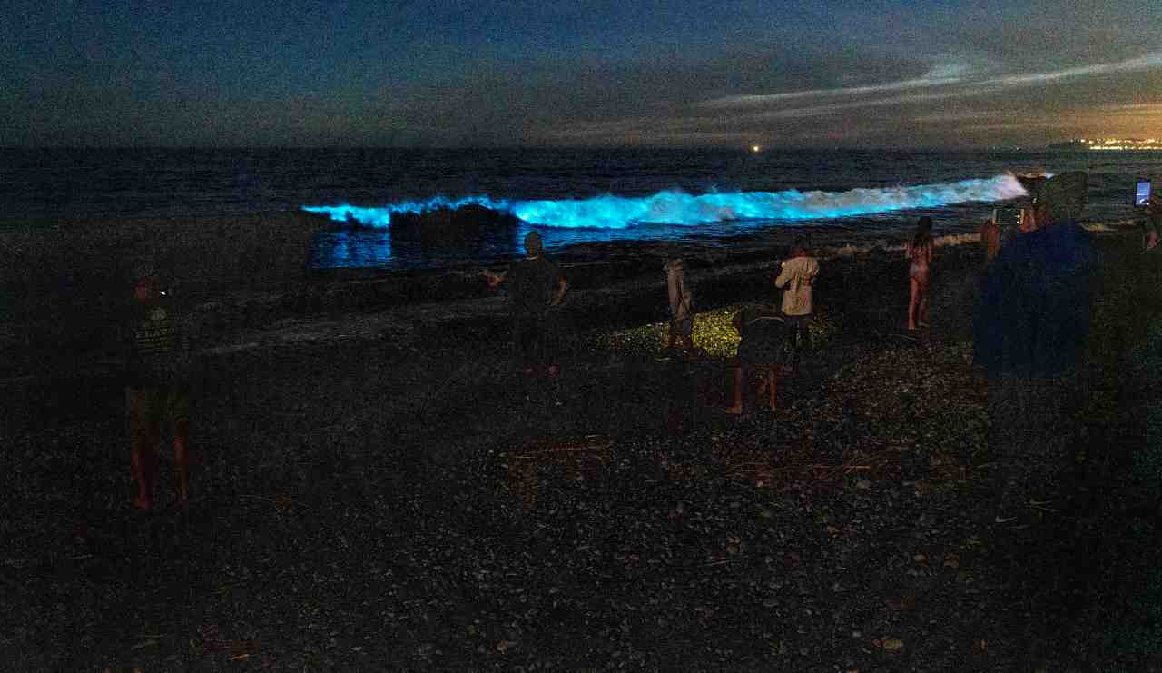 Spring And Fall: Best Times For Bioluminescent Waves In Southern California