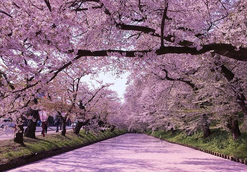 Springwatch In Japan: A Guide To Cherry Blossom Viewing Springwatch In Japan: A Guide To Cherry Blossom Viewing