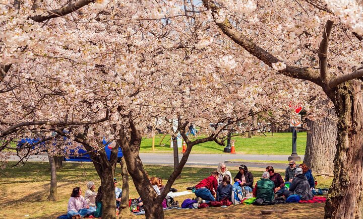 Springwatch In Japan: Experiencing Cherry Blossom Season Springwatch In Japan: Experiencing Cherry Blossom Season