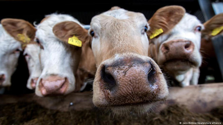 Swiss Village Faces Landslide Threat: Livestock Evacuated By Hoof And Helicopter Swiss Village Faces Landslide Threat: Livestock Evacuated By Hoof And Helicopter