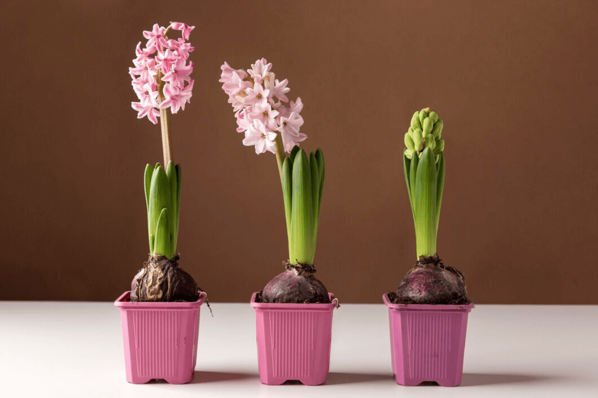 The Best Time To Plant Hyacinth Bulbs For Stunning Flowers The Best Time To Plant Hyacinth Bulbs For Stunning Flowers