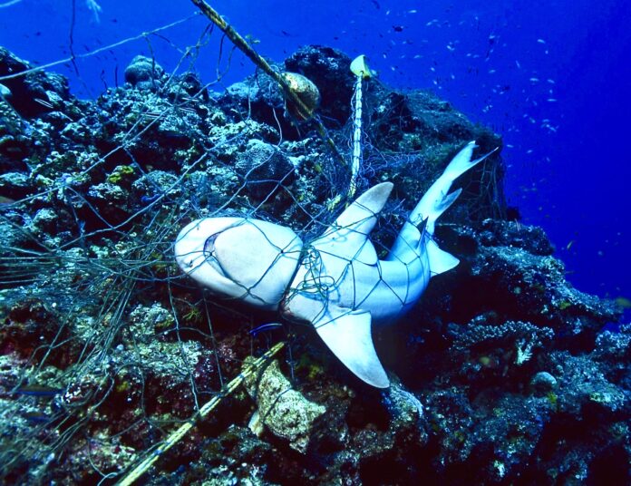 The Killer Seaweed Threatening Australia's Marine Life The Killer Seaweed Threatening Australia's Marine Life
