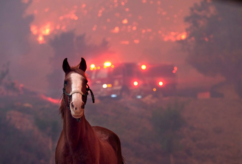 The Los Angeles Wildfires: A Grim Indicator Of Our Times Through Disaster Betting The Los Angeles Wildfires: A Grim Indicator Of Our Times Through Disaster Betting