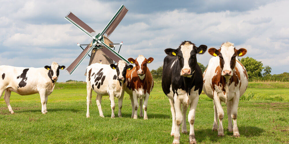 The Vegan Stance On Halal Practices: Addressing Animal Welfare The Vegan Stance On Halal Practices: Addressing Animal Welfare
