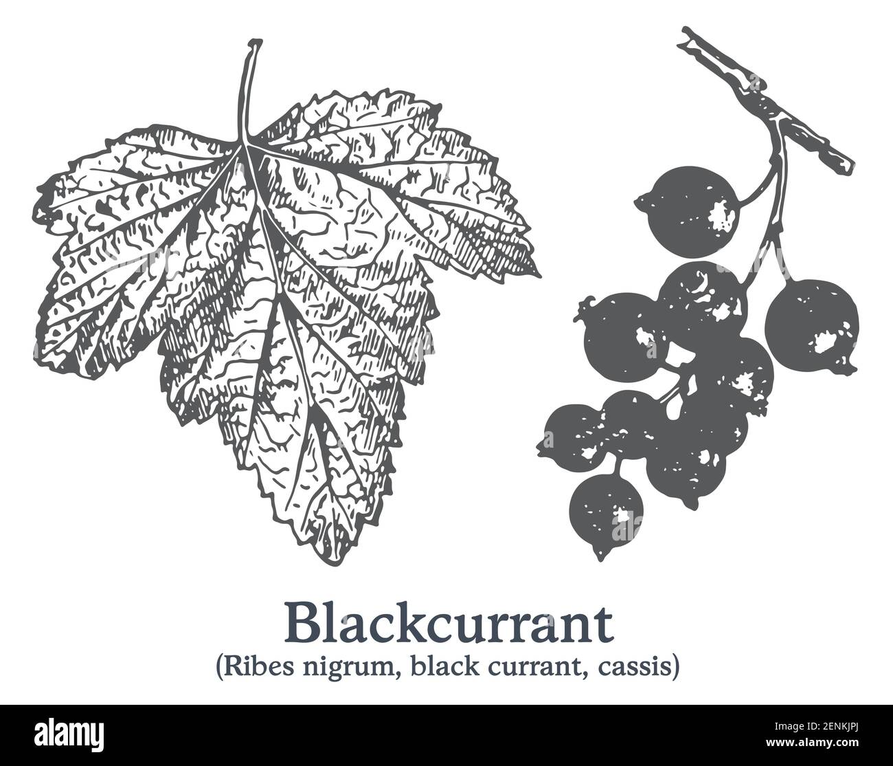 The Versatile Cassis Blackcurrant: From Jams To Desserts And Beyond The Versatile Cassis Blackcurrant: From Jams To Desserts And Beyond