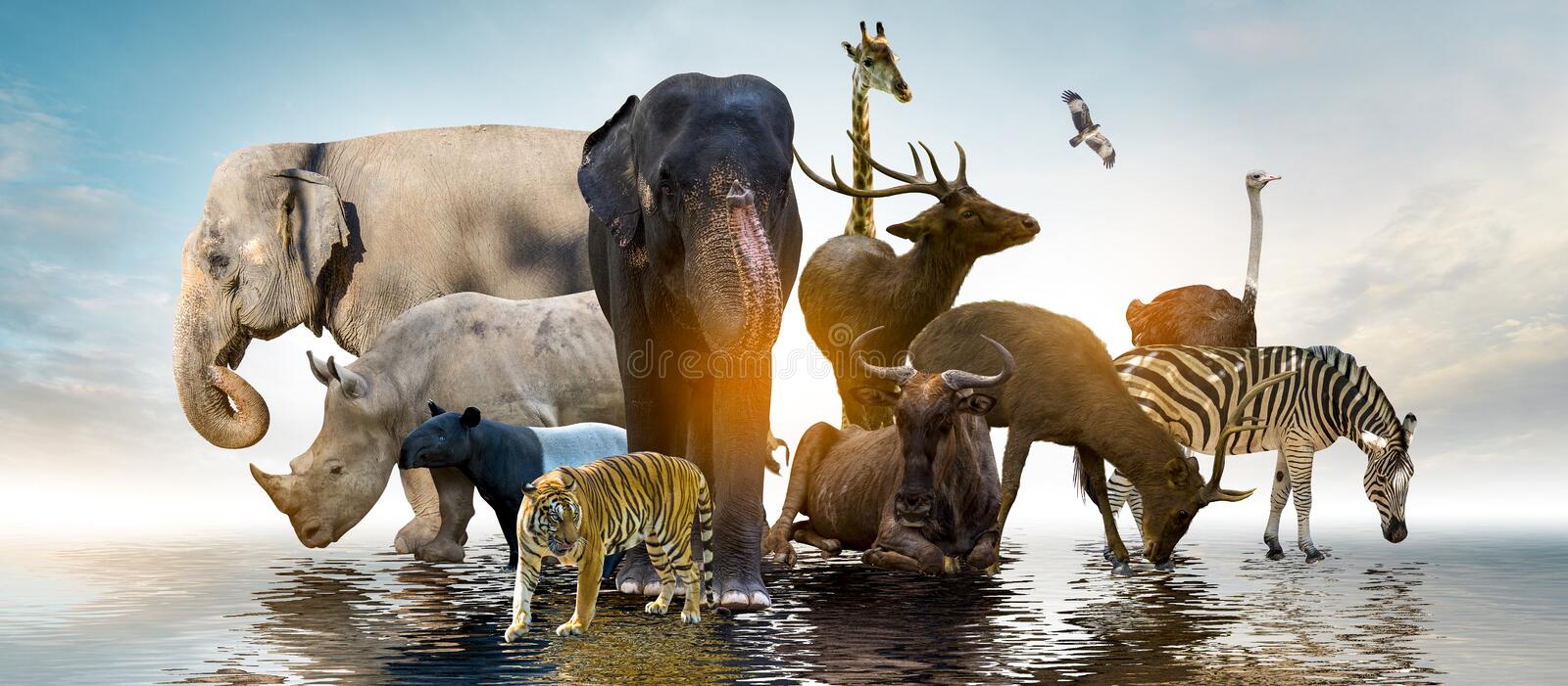 The Wonder Of Animals: Conservation Efforts And Future Prospects The Wonder Of Animals: Conservation Efforts And Future Prospects