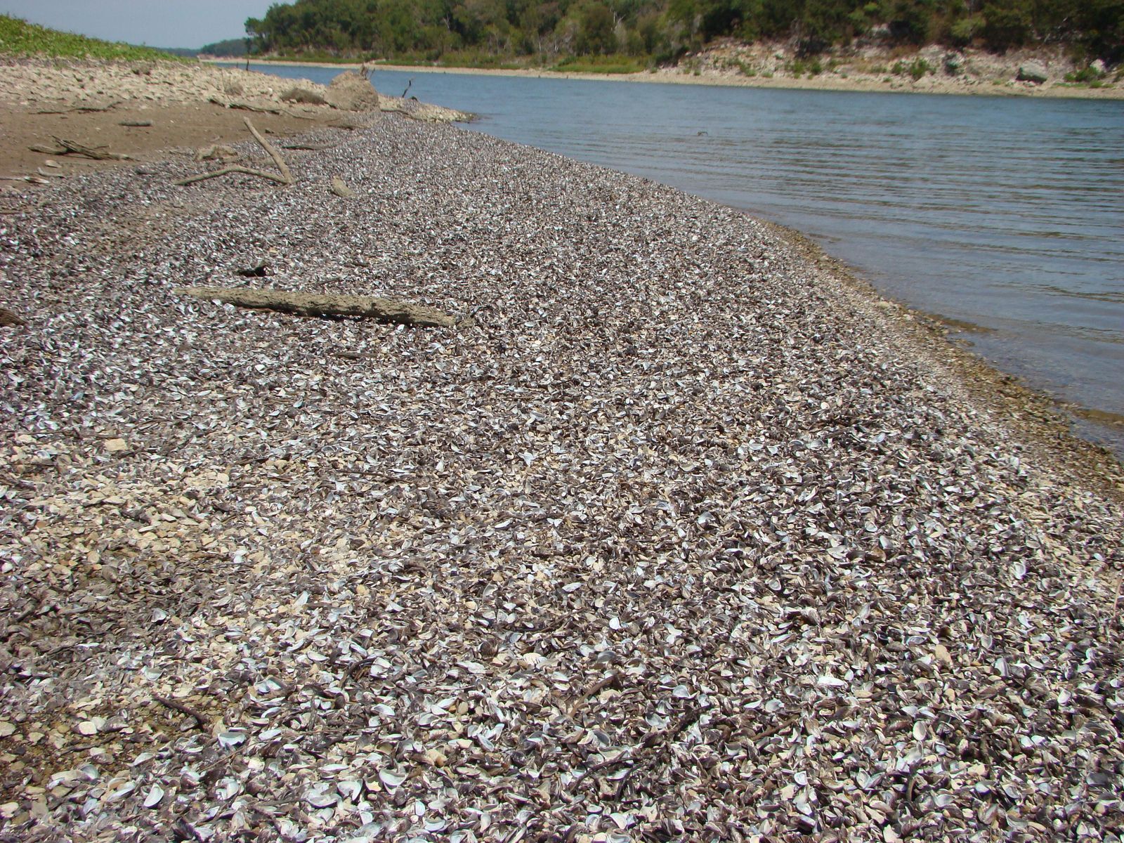 Thousands Of Zebra Mussels Discovered On Boat Lift In Casper Thousands Of Zebra Mussels Discovered On Boat Lift In Casper
