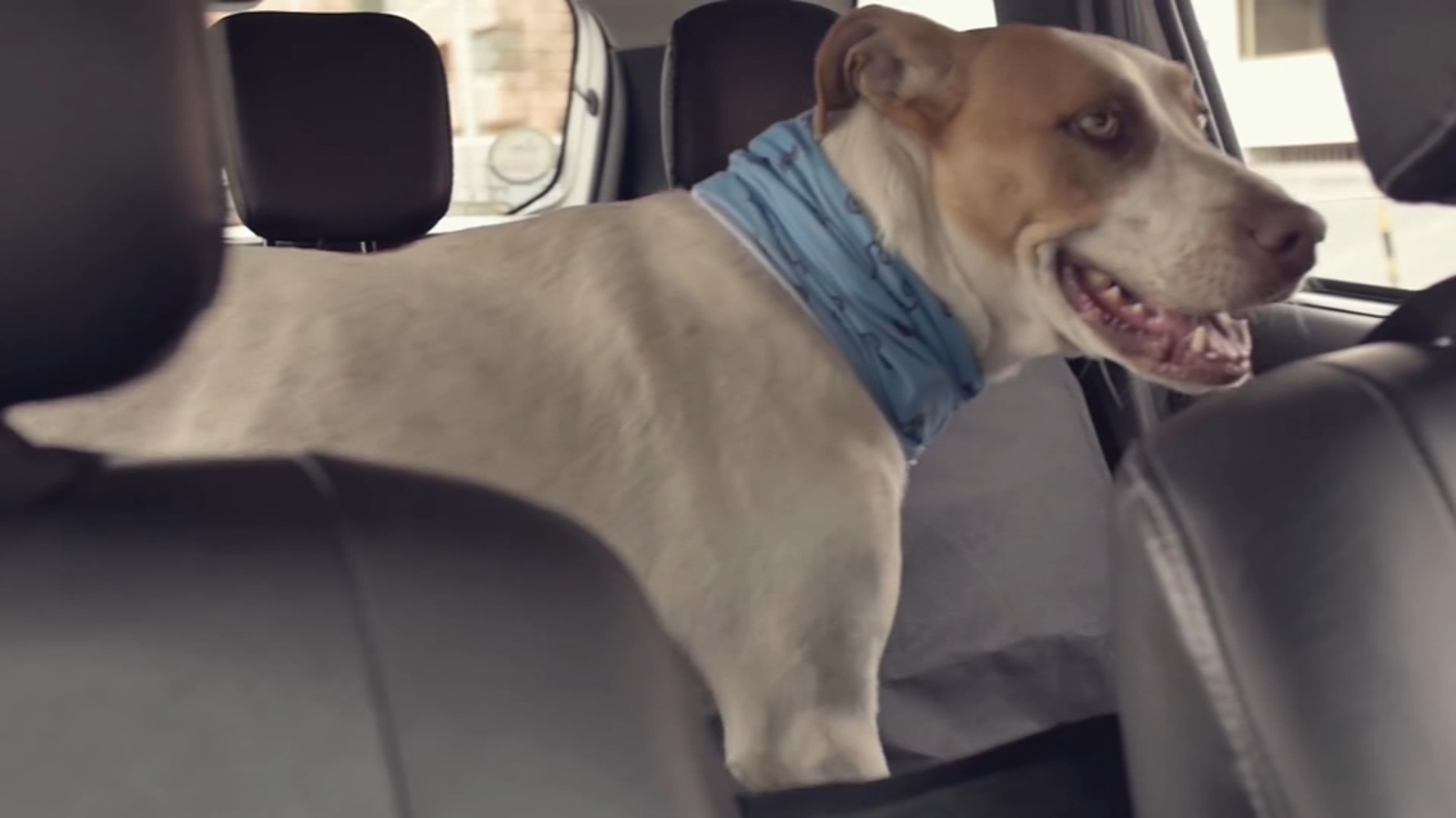 Traveling With Pets In Mumbai: Your Uber Guide Traveling With Pets In Mumbai: Your Uber Guide