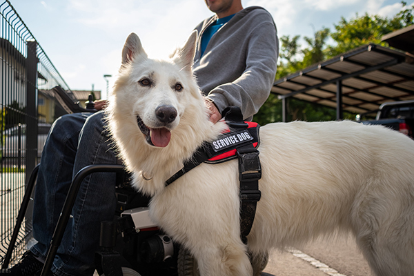 Traveling With Pets On Uber In Mumbai: A Step-by-Step Guide Traveling With Pets On Uber In Mumbai: A Step-by-Step Guide