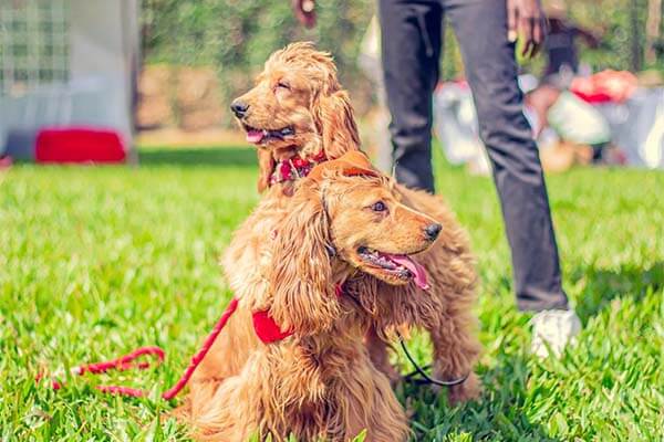 UK Pet Healthcare Costs: Examining The Influence Of Corporate Veterinary Pressures UK Pet Healthcare Costs: Examining The Influence Of Corporate Veterinary Pressures