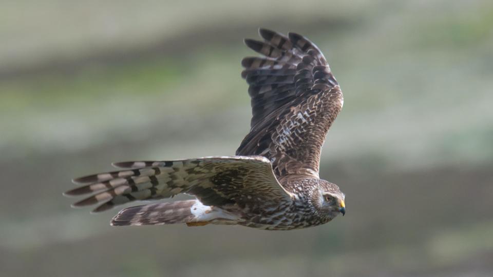 UK Wildfires: Rare Wildlife Torched, Pushed To Extinction UK Wildfires: Rare Wildlife Torched, Pushed To Extinction