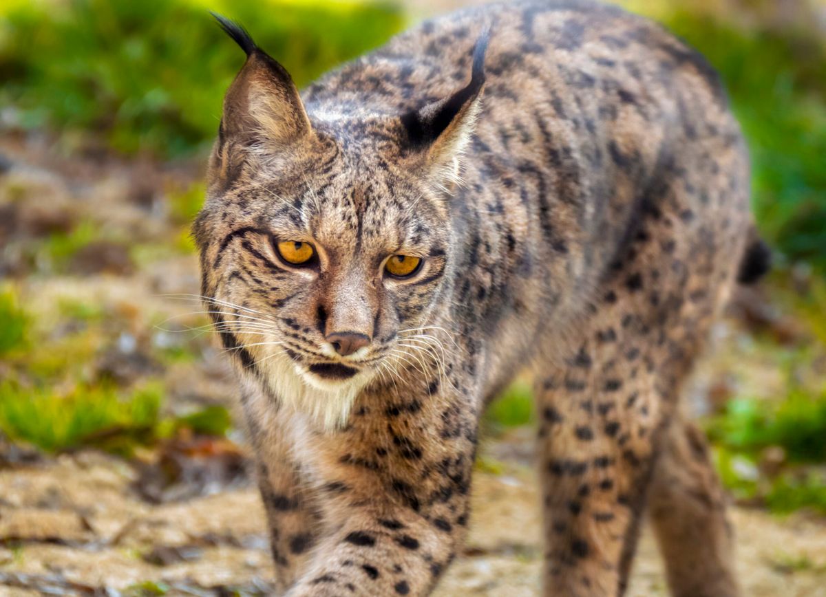 UK's Rarest Wildlife On The Brink: The Devastating Effects Of Wildfires UK's Rarest Wildlife On The Brink: The Devastating Effects Of Wildfires