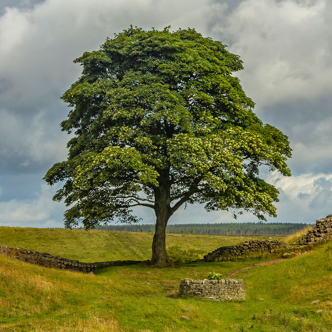 UK's Sycamore Gap Tree Vandalism: Two Men Sentenced UK's Sycamore Gap Tree Vandalism: Two Men Sentenced