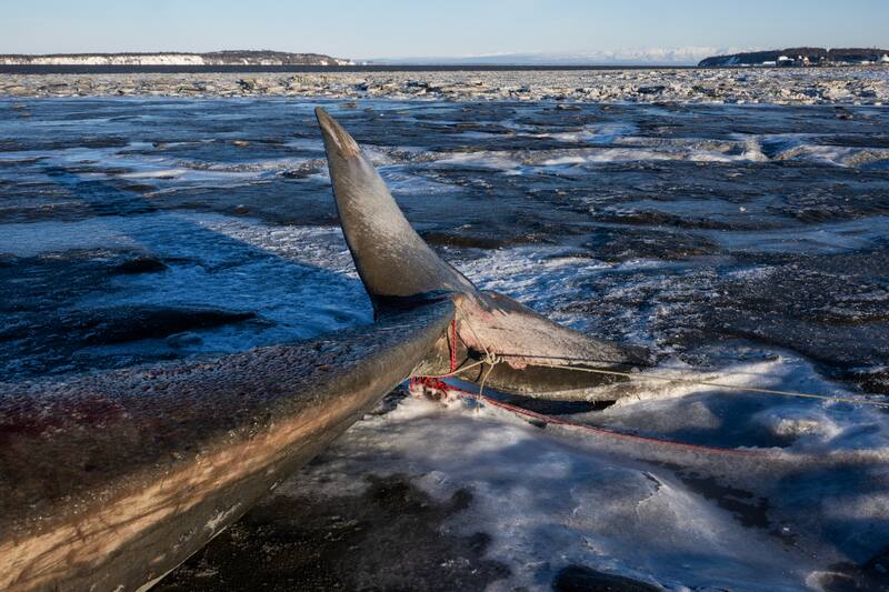 Warming Weather Hinders Anchorage Fin Whale Skeleton Recovery Warming Weather Hinders Anchorage Fin Whale Skeleton Recovery