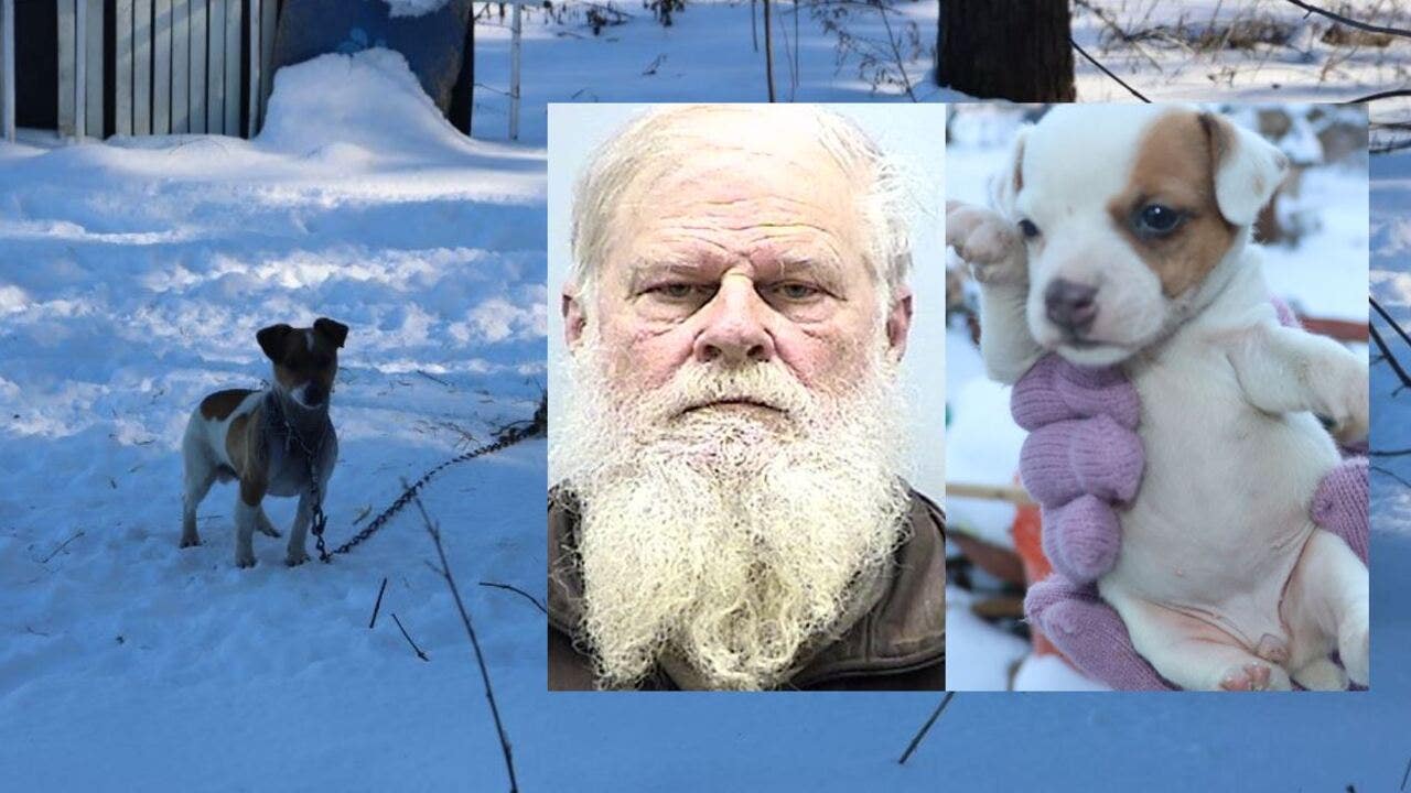Washington County Breeder Faces Action After 49 Dogs Removed Washington County Breeder Faces Action After 49 Dogs Removed