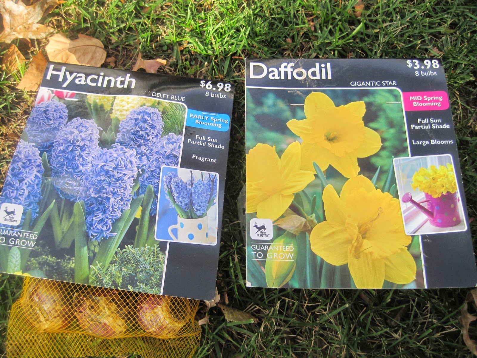 When To Plant Hyacinth Bulbs For Beautiful Spring Blooms When To Plant Hyacinth Bulbs For Beautiful Spring Blooms