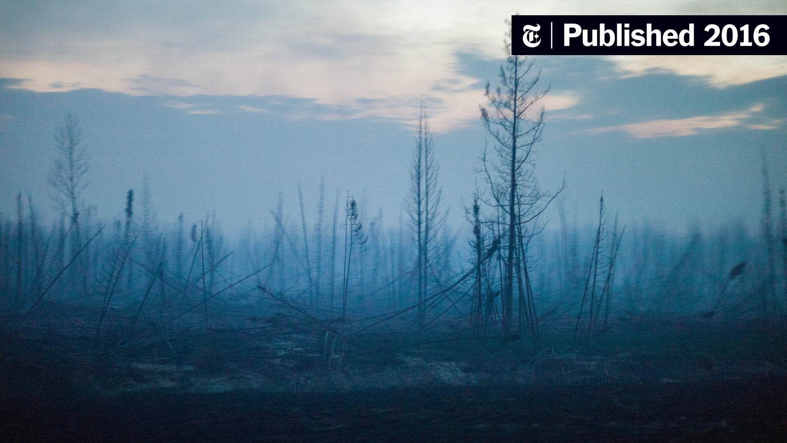 Wildfires Push Global Forest Loss To Unprecedented Levels Wildfires Push Global Forest Loss To Unprecedented Levels