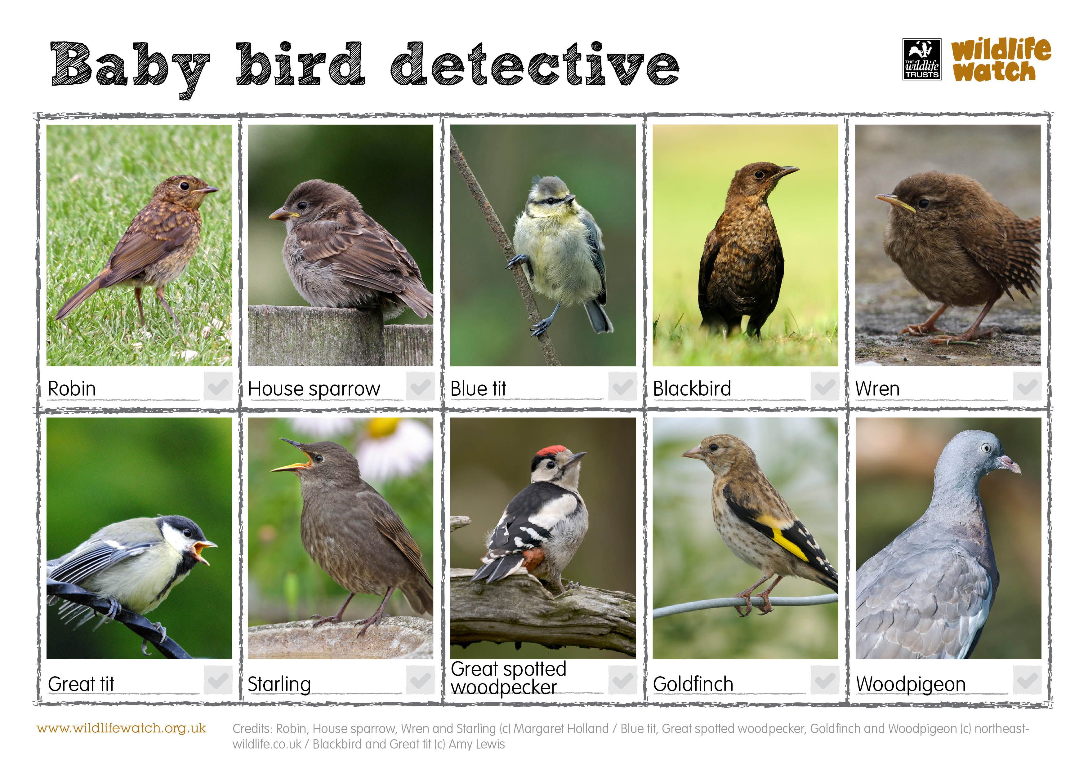 Winterwatch Wildlife: Spotting Key Species This Season Winterwatch Wildlife: Spotting Key Species This Season