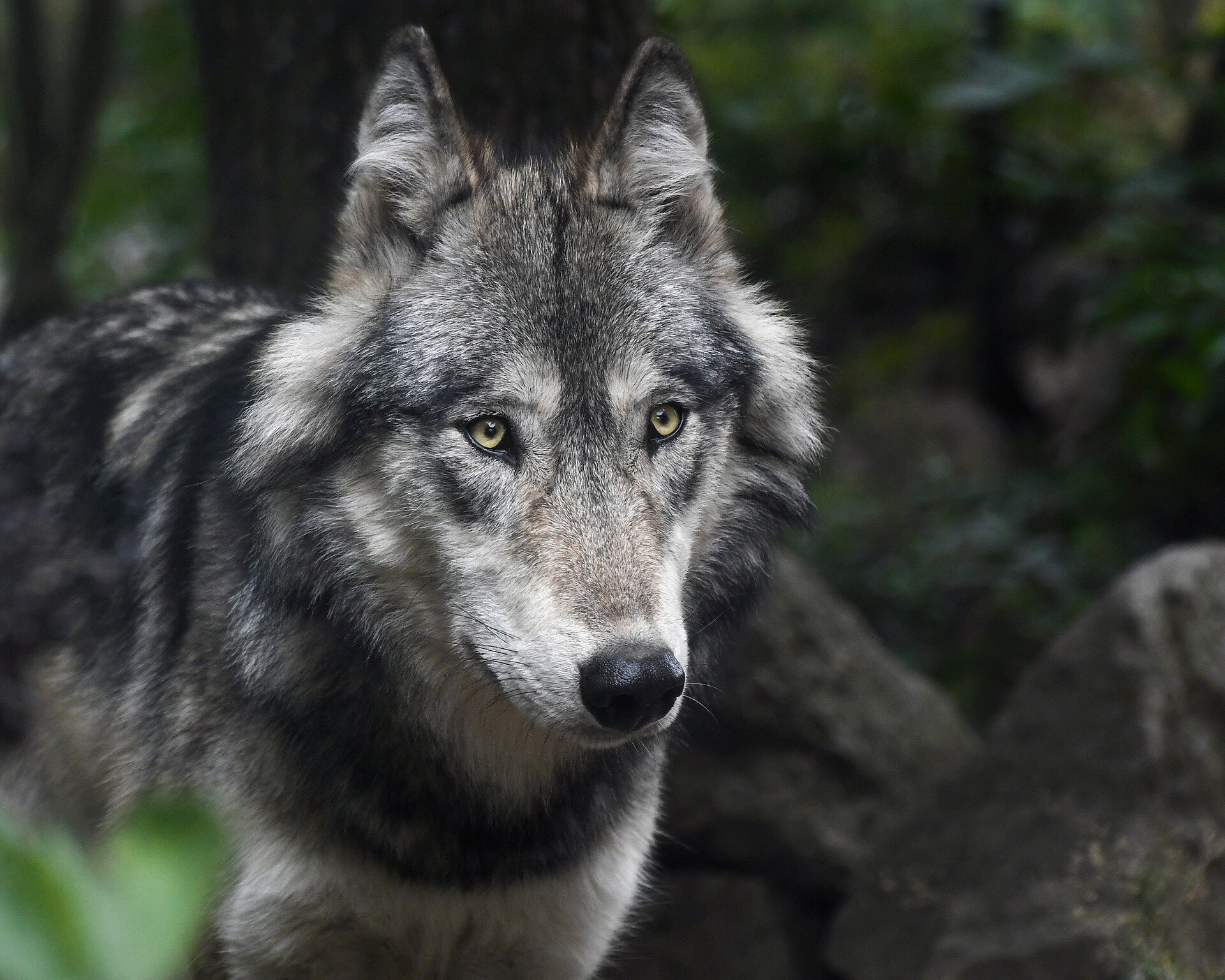 Wolves In The North State: A Growing Problem? Wolves In The North State: A Growing Problem?