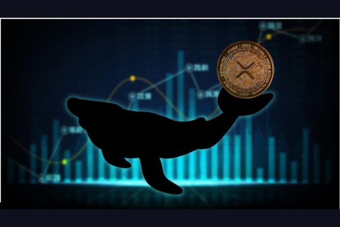 XRP Whale Transaction: 20 Million Tokens Acquired – Market Impact XRP Whale Transaction: 20 Million Tokens Acquired – Market Impact