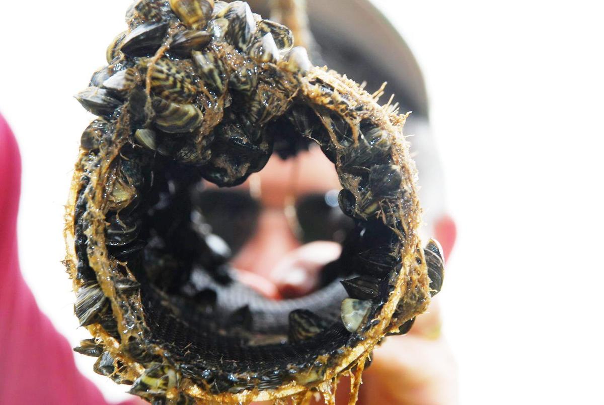 Zebra Mussel Infestation Discovered On Casper Resident's Property Zebra Mussel Infestation Discovered On Casper Resident's Property